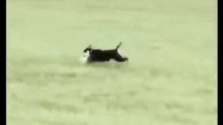 Funny Compilation Part #3 ???? (Dogs)
