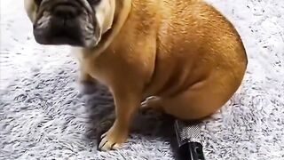 Funny Compilation Part #4 ???? (Dogs)