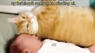 Cat funny moment 3