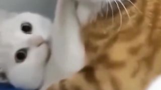 The cheat cat