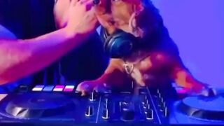 Dog fun 2