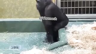 Baby Monkey 2