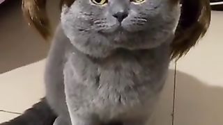 Crazy cat 4