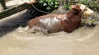 Crazy cow