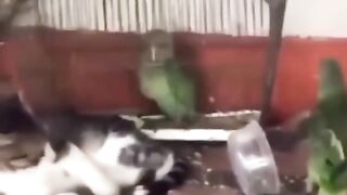 animal meme compilation