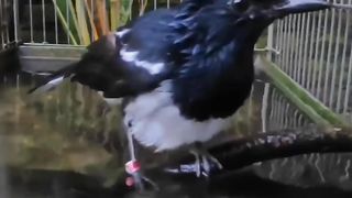 Bathing birds