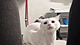 cute animal wiggle