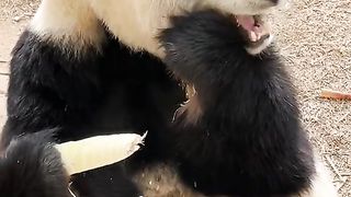 pandas cute#2