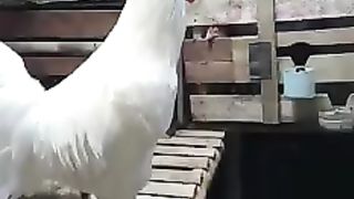 LAUGHING ROOSTER
