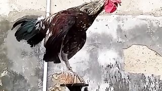 CRAZY LAUGHING ROOSTER