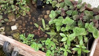 Mini pond