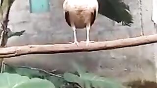 BEAUTIFUL LAUGHING ROOSTER