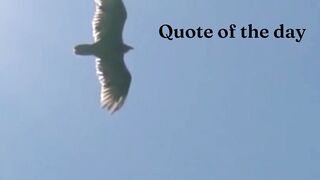 Quote Daily