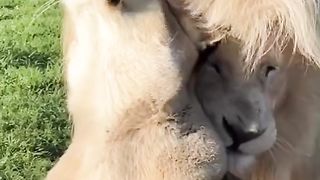 Funny lion 2