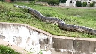 Giant anaconda