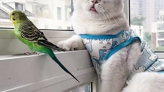 So Cute 3
