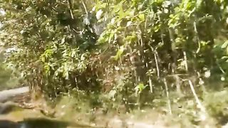 Banyak pepohonan