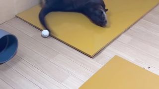 Tornado otter
