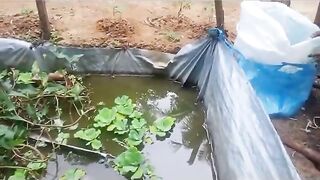 Today my pet fish was bought by a friend