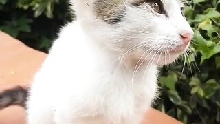 Funny cats 55