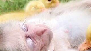 Monkey and Duck