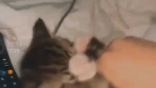 Funny cat behavior 3