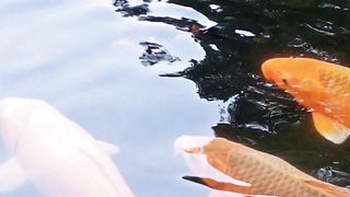 Ikan mas Cihunjuran Pandeglang (gold fish)