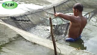 TILAPIA FARMING AT PAMPANGA