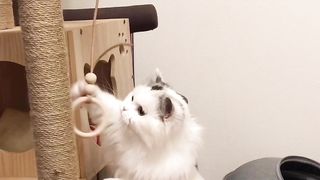 Cat funny 17