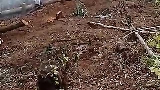 PEMBUKAAN LADANG/KEBUN