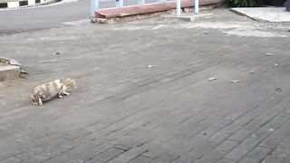 Kucing Raid