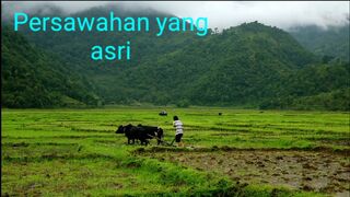 pemandangan sawah