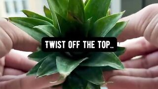How to Make the Tops of Pineapples Grow a New Pineapple