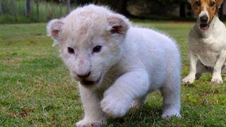 New Born White Lion Cub and Dogs Best Friends