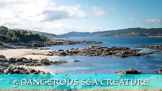 5 Dangerous Sea Creatur ( Animal Documentari )