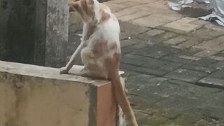 Cat in morning day