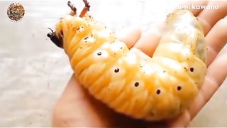 giant horn beetle metamorphosis