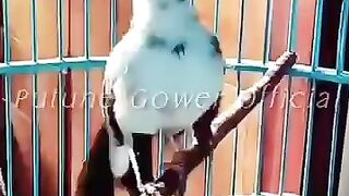 Murai Batu blorok full tembakan