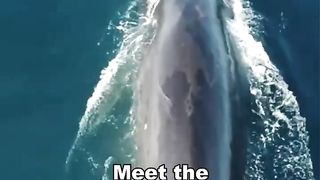 This Largest Animal in The World (Blue  Whale)