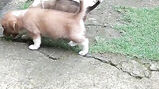 funny puppy 2