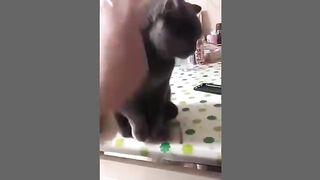 Funny cats video compilation 2