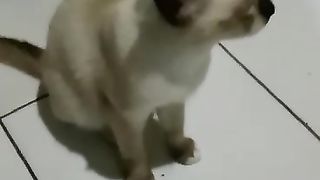 Funny cat 134