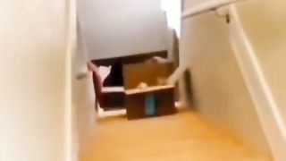 some funny cat videos
