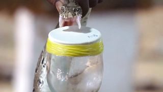 dangerous animal