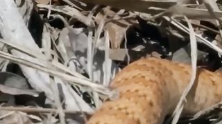 Australia most venomous land snake