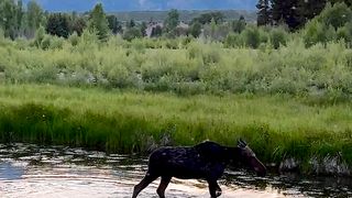 The Beauty of Rivers and Mountains Accompanied by Wild Deer