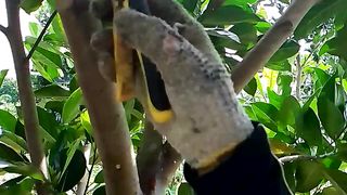 Kebun Nangka Sayur