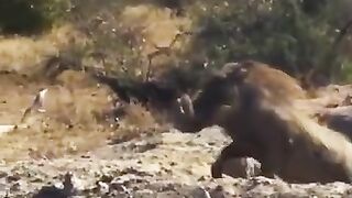 Macan tutul berburu babi hutan...