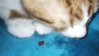My crazy cat eats WATERMELON
