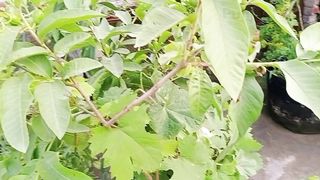 امرود کے پودے پر پھل کیوں نہیں ارہا